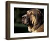 Spanish Mastiff Portrait-Adriano Bacchella-Framed Premium Photographic Print