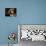 Spanish Mastiff Portrait-Adriano Bacchella-Photographic Print displayed on a wall