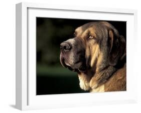 Spanish Mastiff Portrait-Adriano Bacchella-Framed Photographic Print