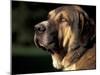 Spanish Mastiff Portrait-Adriano Bacchella-Mounted Photographic Print