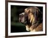 Spanish Mastiff Portrait-Adriano Bacchella-Framed Photographic Print