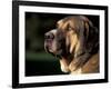 Spanish Mastiff Portrait-Adriano Bacchella-Framed Photographic Print