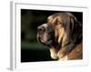 Spanish Mastiff Portrait-Adriano Bacchella-Framed Photographic Print