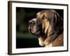 Spanish Mastiff Portrait-Adriano Bacchella-Framed Photographic Print