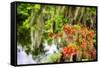 Spanish Moss and Azalea, South Carolina-George Oze-Framed Stretched Canvas
