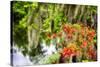 Spanish Moss and Azalea, South Carolina-George Oze-Stretched Canvas