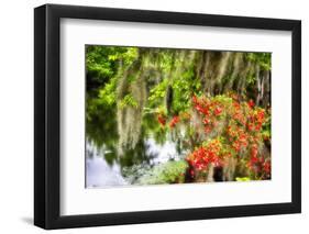 Spanish Moss and Azalea, South Carolina-George Oze-Framed Photographic Print