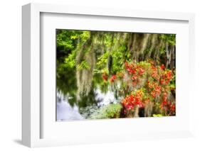 Spanish Moss and Azalea, South Carolina-George Oze-Framed Photographic Print