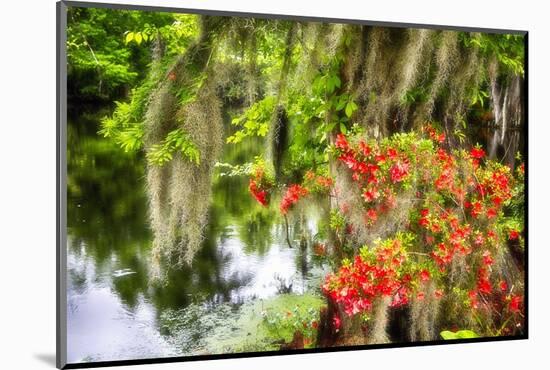 Spanish Moss and Azalea, South Carolina-George Oze-Mounted Photographic Print