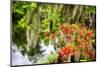 Spanish Moss and Azalea, South Carolina-George Oze-Mounted Photographic Print