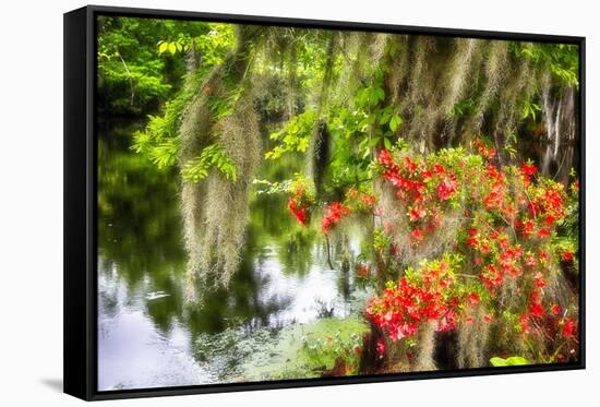 Spanish Moss and Azalea, South Carolina-George Oze-Framed Stretched Canvas