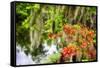 Spanish Moss and Azalea, South Carolina-George Oze-Framed Stretched Canvas