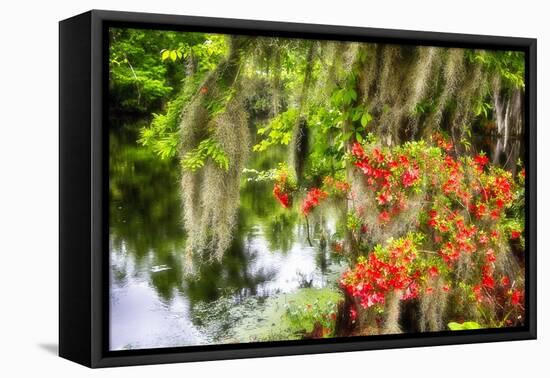 Spanish Moss and Azalea, South Carolina-George Oze-Framed Stretched Canvas