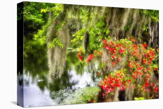 Spanish Moss and Azalea, South Carolina-George Oze-Stretched Canvas