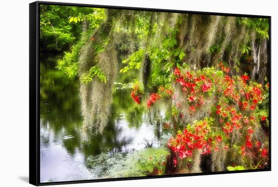 Spanish Moss and Azalea, South Carolina-George Oze-Framed Stretched Canvas