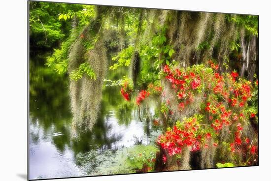 Spanish Moss and Azalea, South Carolina-George Oze-Mounted Photographic Print