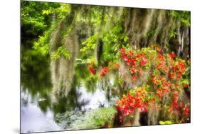 Spanish Moss and Azalea, South Carolina-George Oze-Mounted Photographic Print