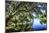 Spanish Moss I-Alan Hausenflock-Mounted Photographic Print