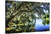 Spanish Moss I-Alan Hausenflock-Stretched Canvas