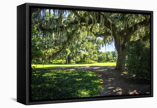 Spanish Moss II-Alan Hausenflock-Framed Stretched Canvas