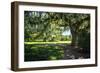 Spanish Moss II-Alan Hausenflock-Framed Photographic Print