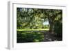 Spanish Moss II-Alan Hausenflock-Framed Photographic Print