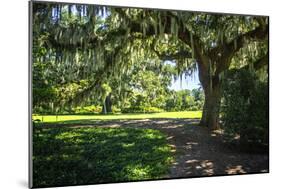 Spanish Moss II-Alan Hausenflock-Mounted Photographic Print