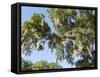 Spanish Moss in Tree, Bayou Le Batre, Alabama, USA-Ethel Davies-Framed Stretched Canvas