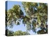 Spanish Moss in Tree, Bayou Le Batre, Alabama, USA-Ethel Davies-Stretched Canvas