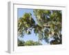 Spanish Moss in Tree, Bayou Le Batre, Alabama, USA-Ethel Davies-Framed Photographic Print