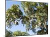 Spanish Moss in Tree, Bayou Le Batre, Alabama, USA-Ethel Davies-Mounted Photographic Print