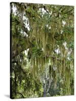 Spanish Moss, Orlando, Florida, United States of America, North America-Michael DeFreitas-Stretched Canvas