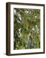 Spanish Moss, Orlando, Florida, United States of America, North America-Michael DeFreitas-Framed Photographic Print