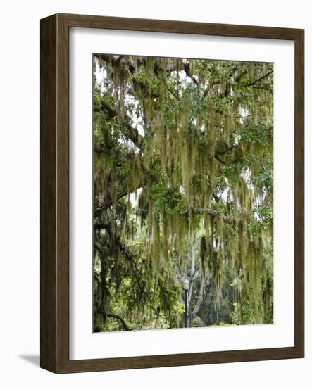 Spanish Moss, Orlando, Florida, United States of America, North America-Michael DeFreitas-Framed Photographic Print