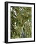 Spanish Moss, Orlando, Florida, United States of America, North America-Michael DeFreitas-Framed Photographic Print