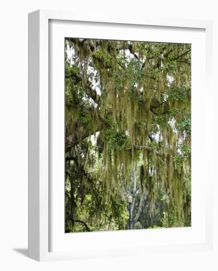 Spanish Moss, Orlando, Florida, United States of America, North America-Michael DeFreitas-Framed Photographic Print