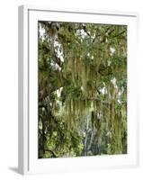 Spanish Moss, Orlando, Florida, United States of America, North America-Michael DeFreitas-Framed Photographic Print