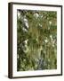 Spanish Moss, Orlando, Florida, United States of America, North America-Michael DeFreitas-Framed Photographic Print