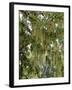 Spanish Moss, Orlando, Florida, United States of America, North America-Michael DeFreitas-Framed Photographic Print