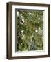 Spanish Moss, Orlando, Florida, United States of America, North America-Michael DeFreitas-Framed Photographic Print