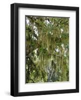 Spanish Moss, Orlando, Florida, United States of America, North America-Michael DeFreitas-Framed Photographic Print