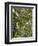 Spanish Moss, Orlando, Florida, United States of America, North America-Michael DeFreitas-Framed Photographic Print