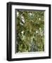 Spanish Moss, Orlando, Florida, United States of America, North America-Michael DeFreitas-Framed Photographic Print