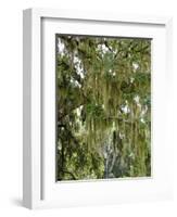 Spanish Moss, Orlando, Florida, United States of America, North America-Michael DeFreitas-Framed Photographic Print