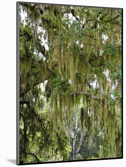 Spanish Moss, Orlando, Florida, United States of America, North America-Michael DeFreitas-Mounted Photographic Print