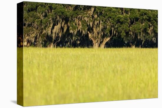 Spanish Moss, Pineland, Florida-Paul Souders-Stretched Canvas