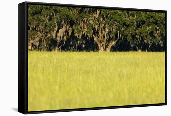 Spanish Moss, Pineland, Florida-Paul Souders-Framed Stretched Canvas