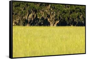 Spanish Moss, Pineland, Florida-Paul Souders-Framed Stretched Canvas