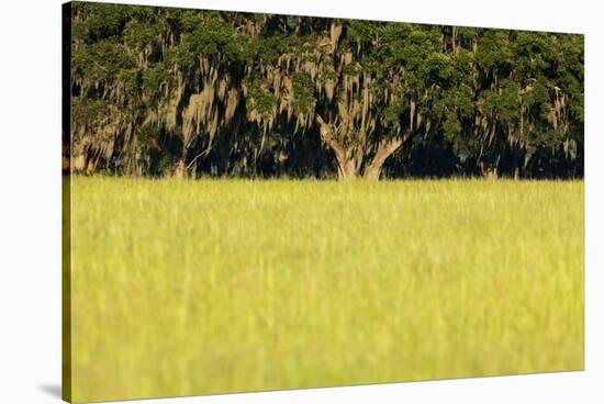 Spanish Moss, Pineland, Florida-Paul Souders-Stretched Canvas