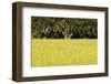 Spanish Moss, Pineland, Florida-Paul Souders-Framed Premium Photographic Print